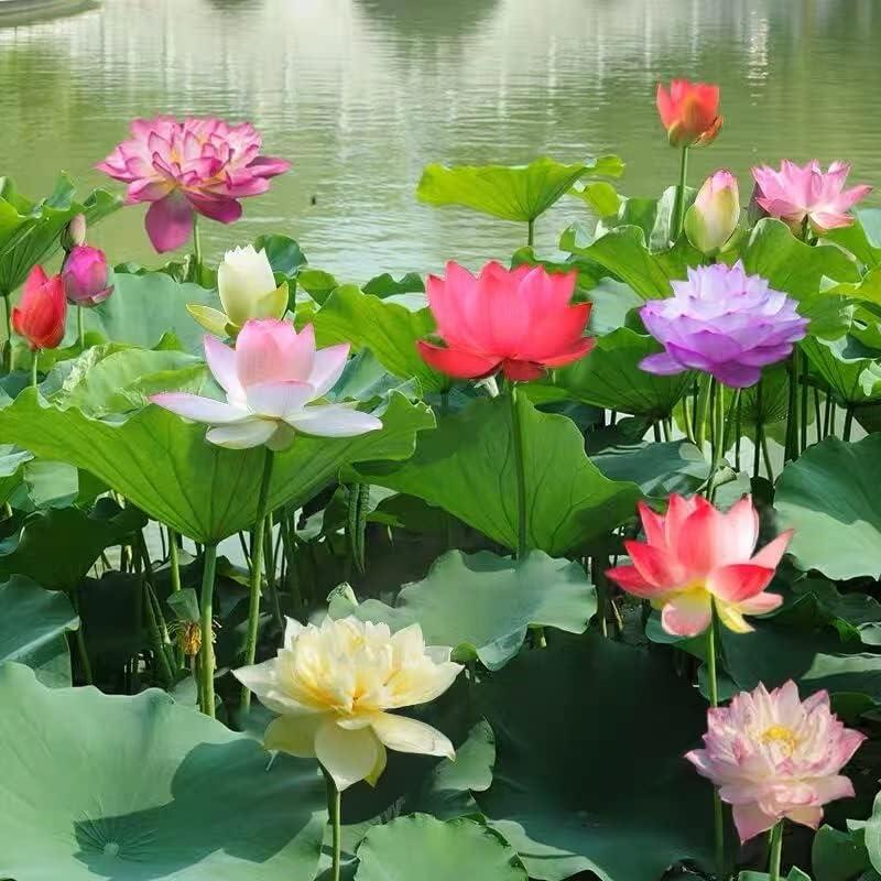 Bonsai Lotus Seeds – 10 Colorful Water Lotus Seeds for Water Gardens and Indoor Use