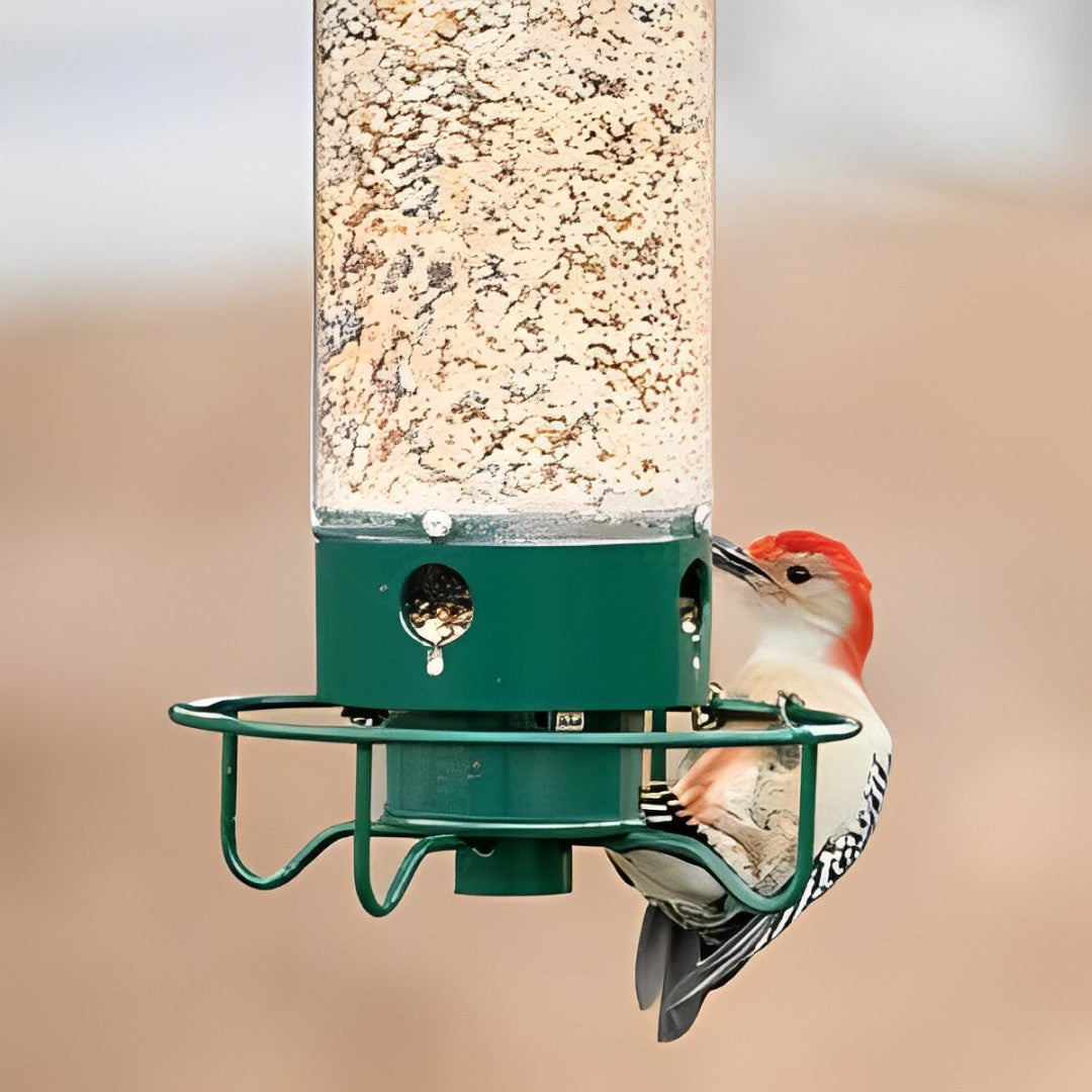 Squirrel-Proof Hanging Bird Feeder – Durable Metal and Polycarbonate, Suitable for Various Seeds, Green
