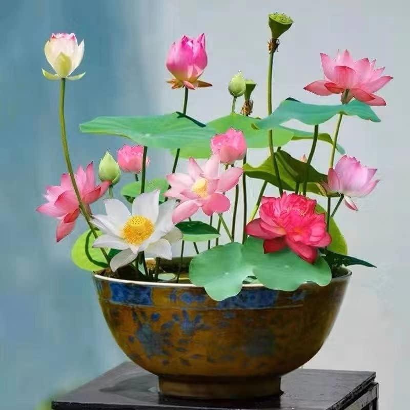 Bonsai Lotus Seeds – 10 Colorful Water Lotus Seeds for Water Gardens and Indoor Use