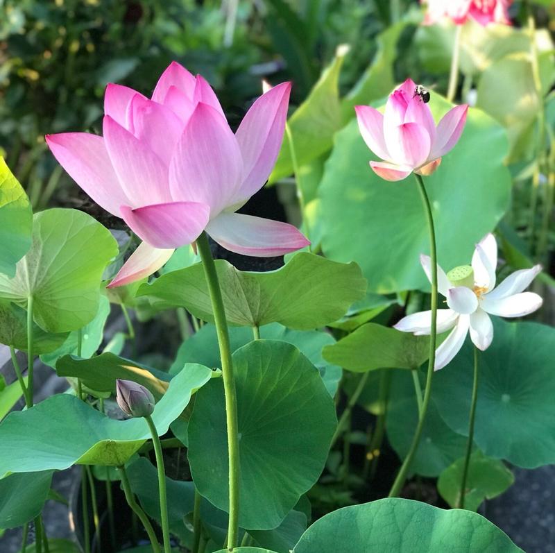 Bonsai Lotus Seeds – 10 Colorful Water Lotus Seeds for Water Gardens and Indoor Use