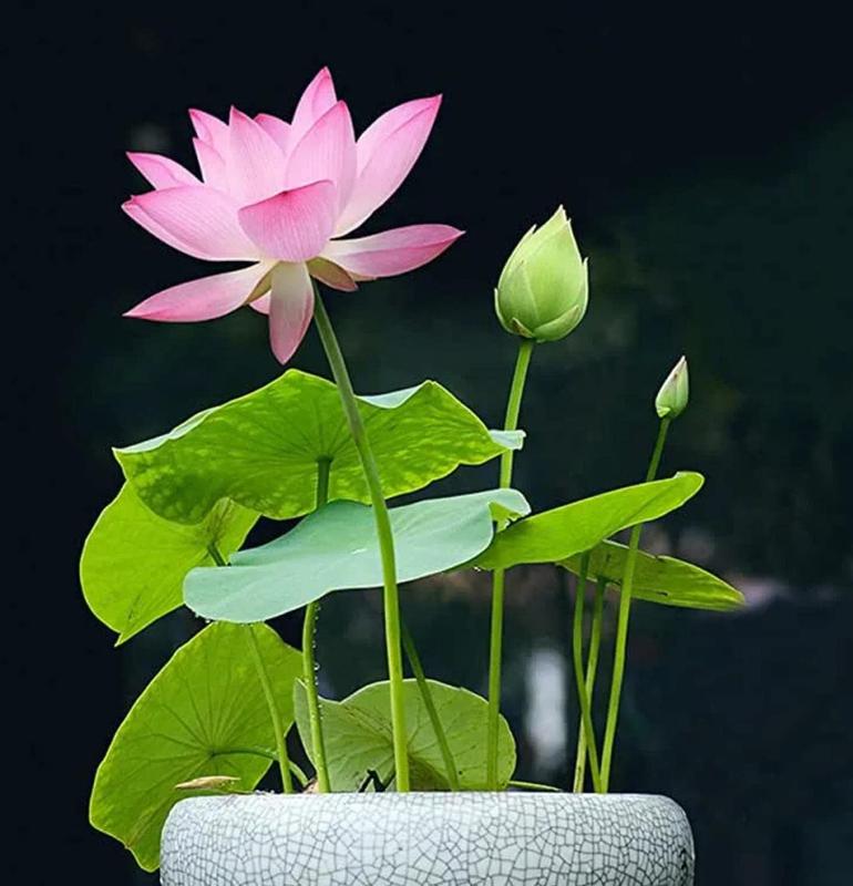 Bonsai Lotus Seeds – 10 Colorful Water Lotus Seeds for Water Gardens and Indoor Use