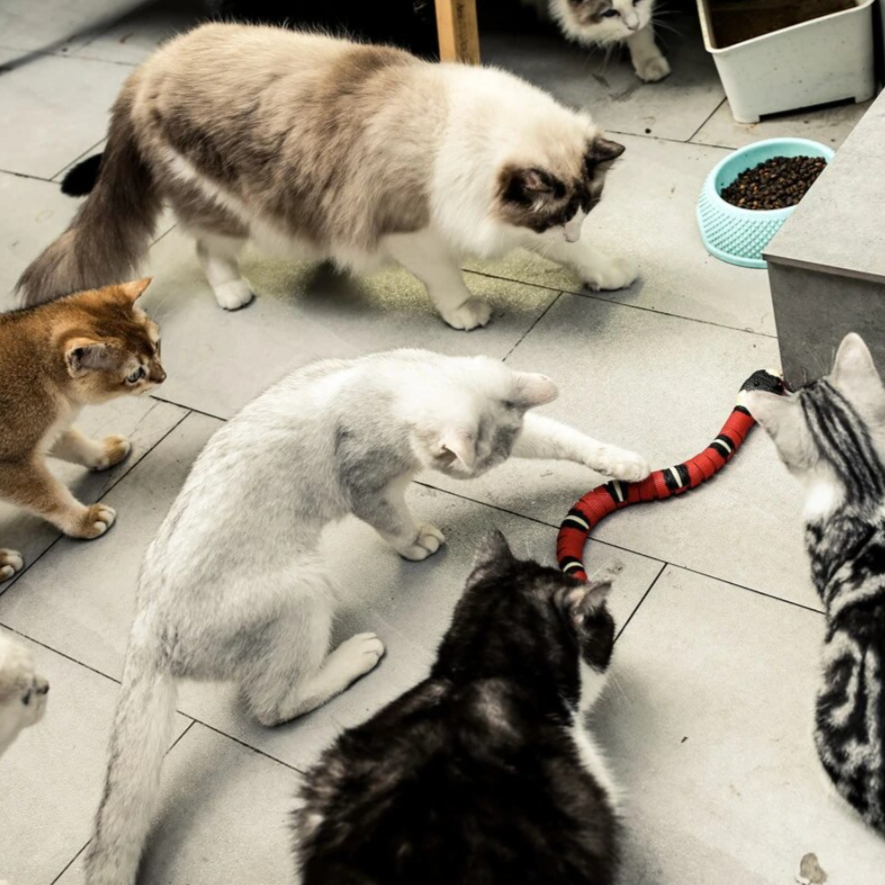 Cat Hunting Toy