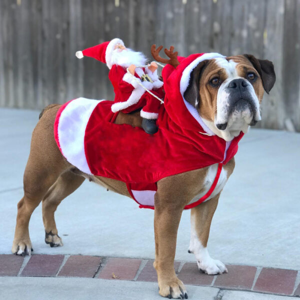 Christmas Dog Costume