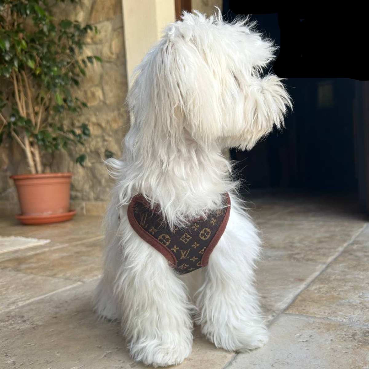 Comfortable No-Pull Dog Harness and Leash Set