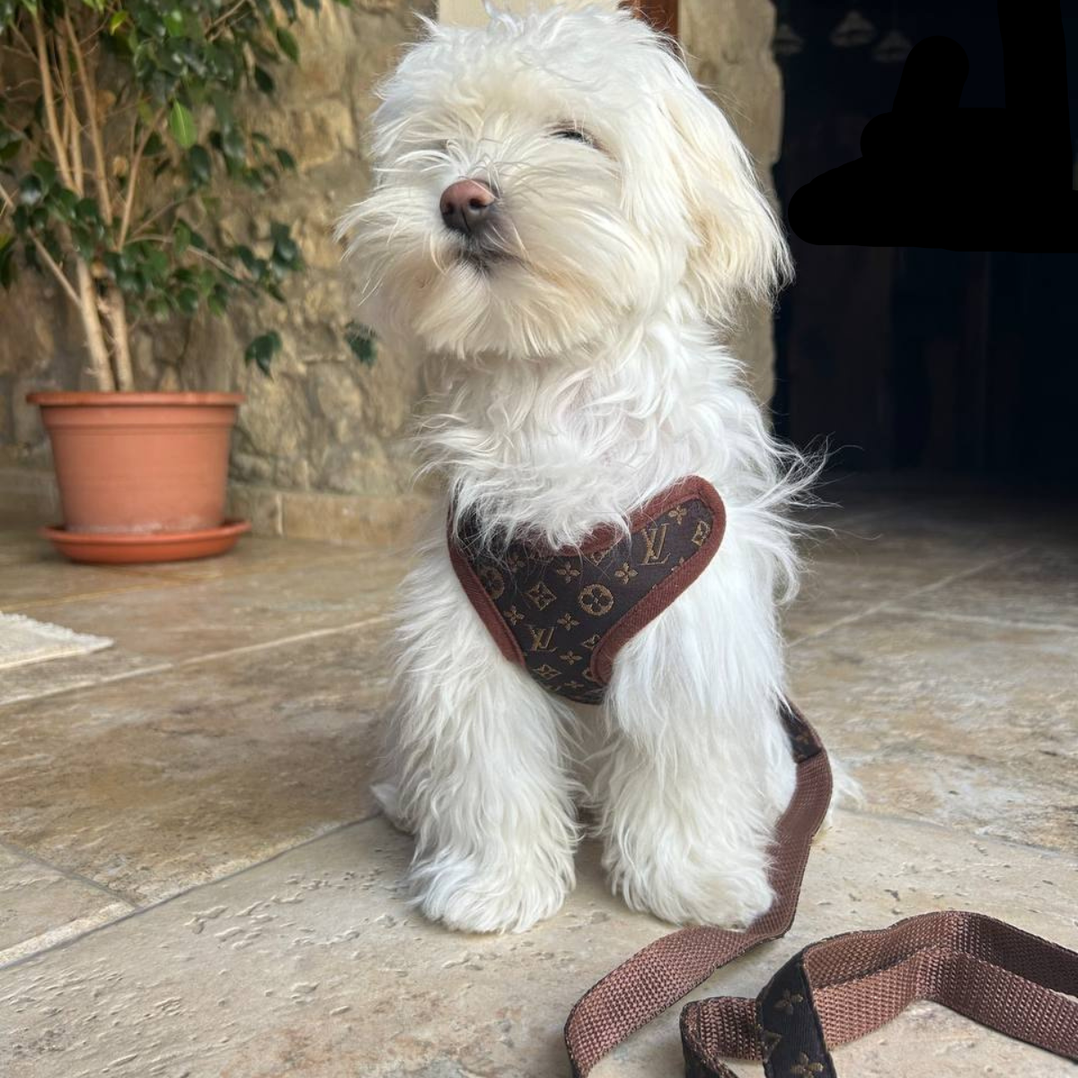 Comfortable No-Pull Dog Harness and Leash Set