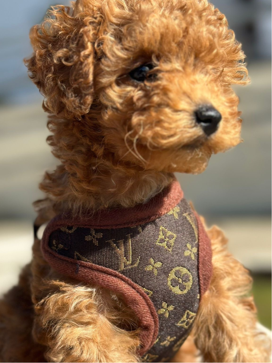 Comfortable No-Pull Dog Harness and Leash Set