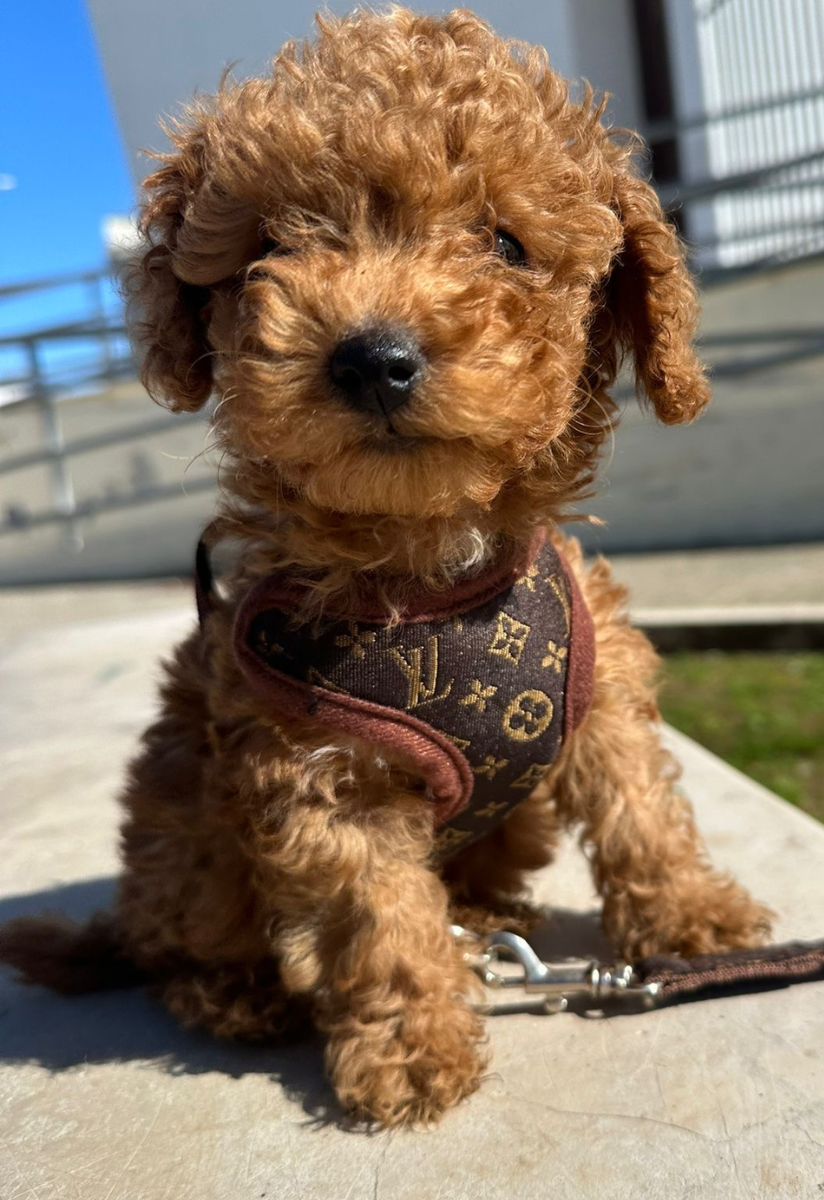 Comfortable No-Pull Dog Harness and Leash Set