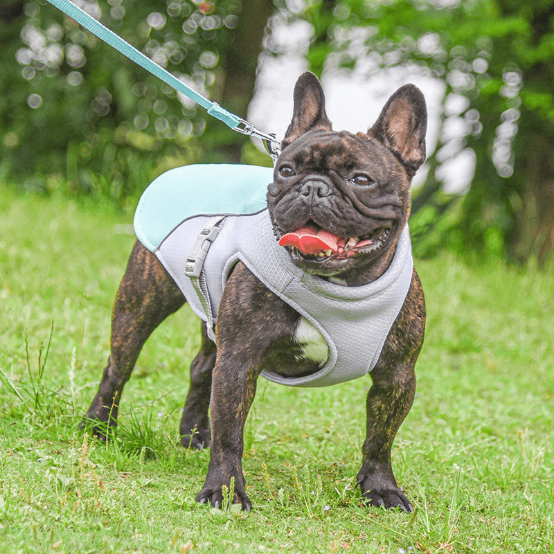 Cooling Dog Vest