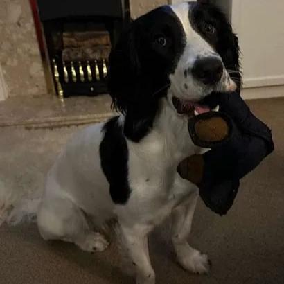 Durable Dog Chew Toy
