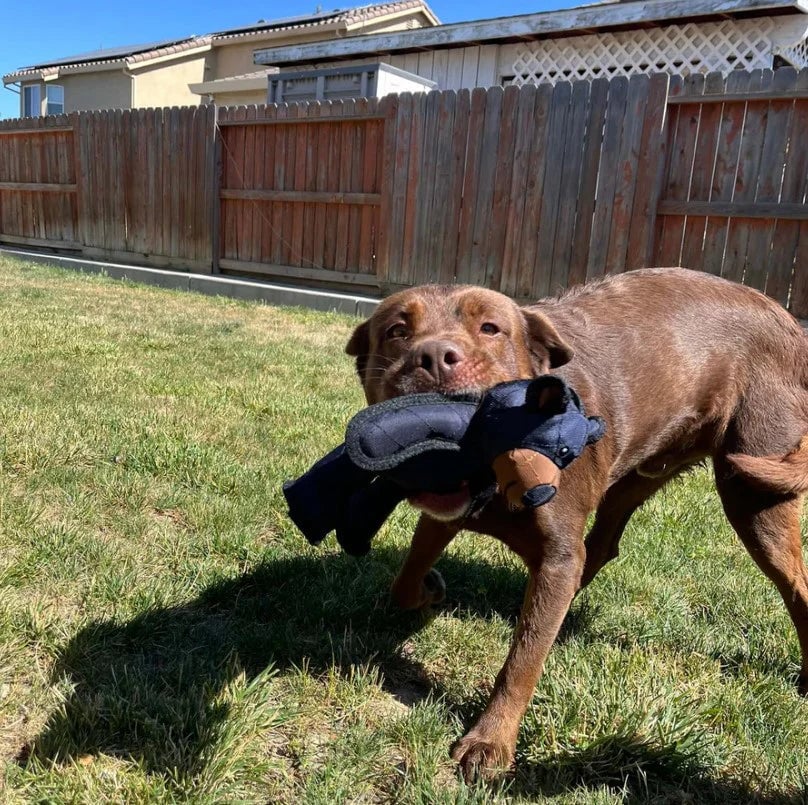 Durable Dog Chew Toy