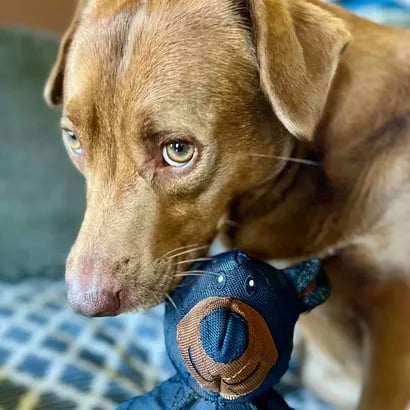 Durable Dog Chew Toy