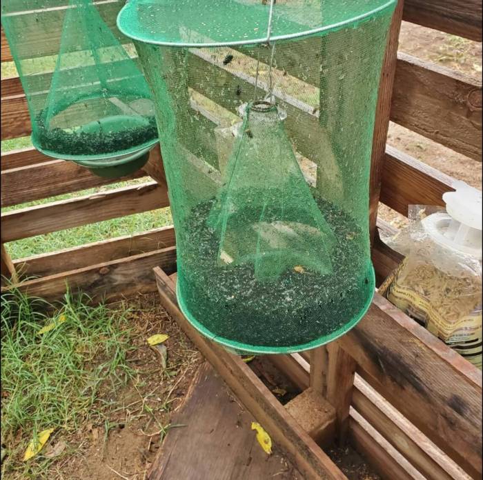 Hanging Insect Trap – Non-Toxic Solution for Mosquitoes, Flies, and Wasps