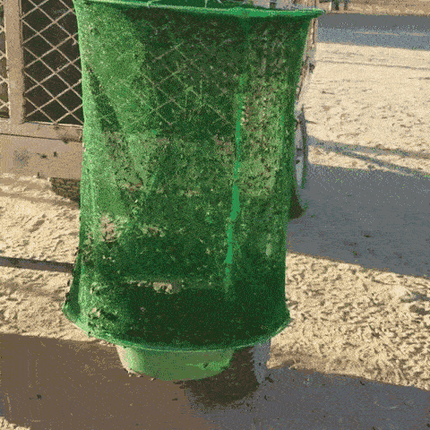 Hanging Insect Trap – Non-Toxic Solution for Mosquitoes, Flies, and Wasps