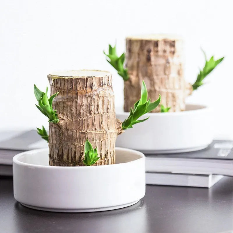 Lucky Brazilian Wood - Natural Air Purifier