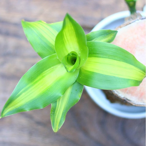 Lucky Brazilian Wood - Natural Air Purifier