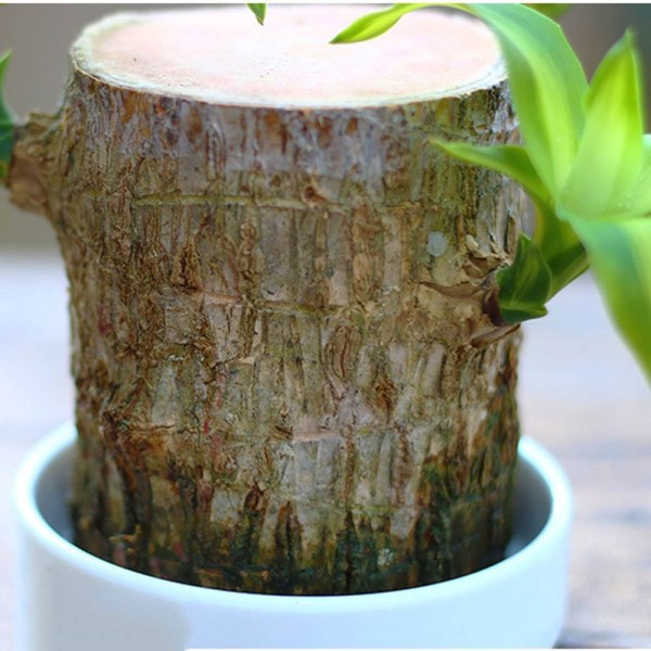 Lucky Brazilian Wood - Natural Air Purifier