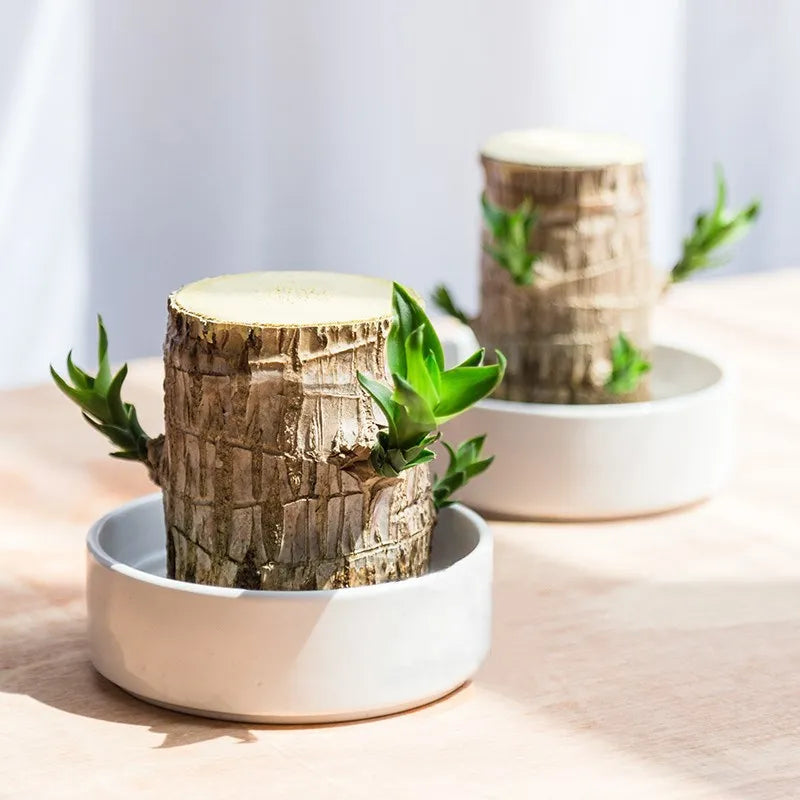 Lucky Brazilian Wood - Natural Air Purifier