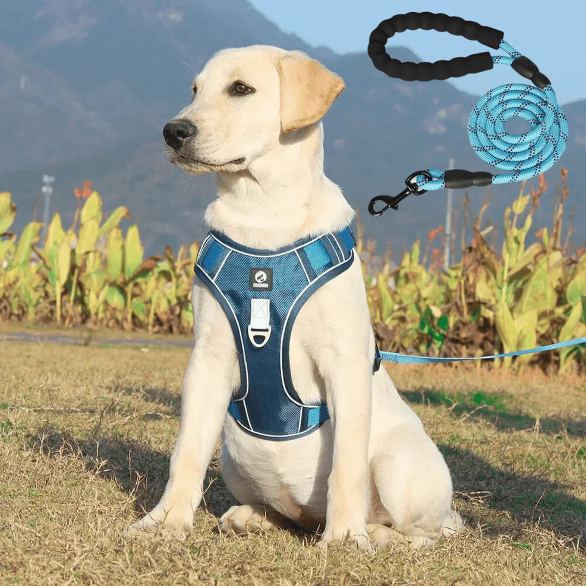 No-Pull Dog Harness with Comfort Padding – PullFree