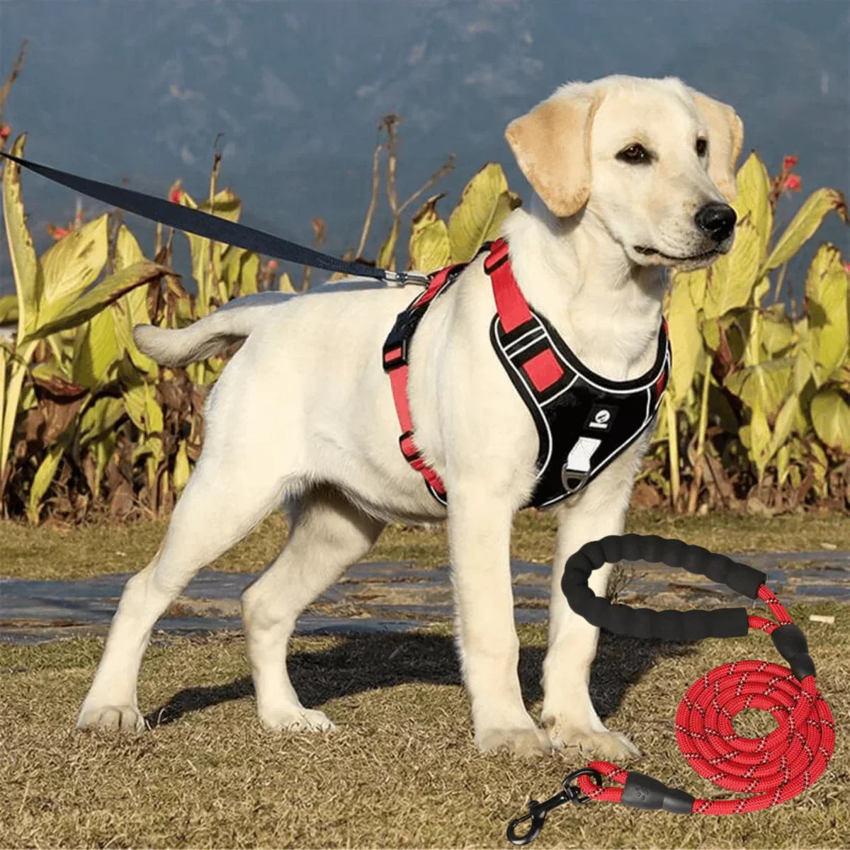 No-Pull Dog Harness with Comfort Padding – PullFree