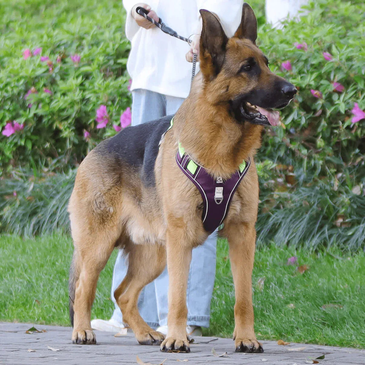 No-Pull Dog Harness with Comfort Padding – PullFree