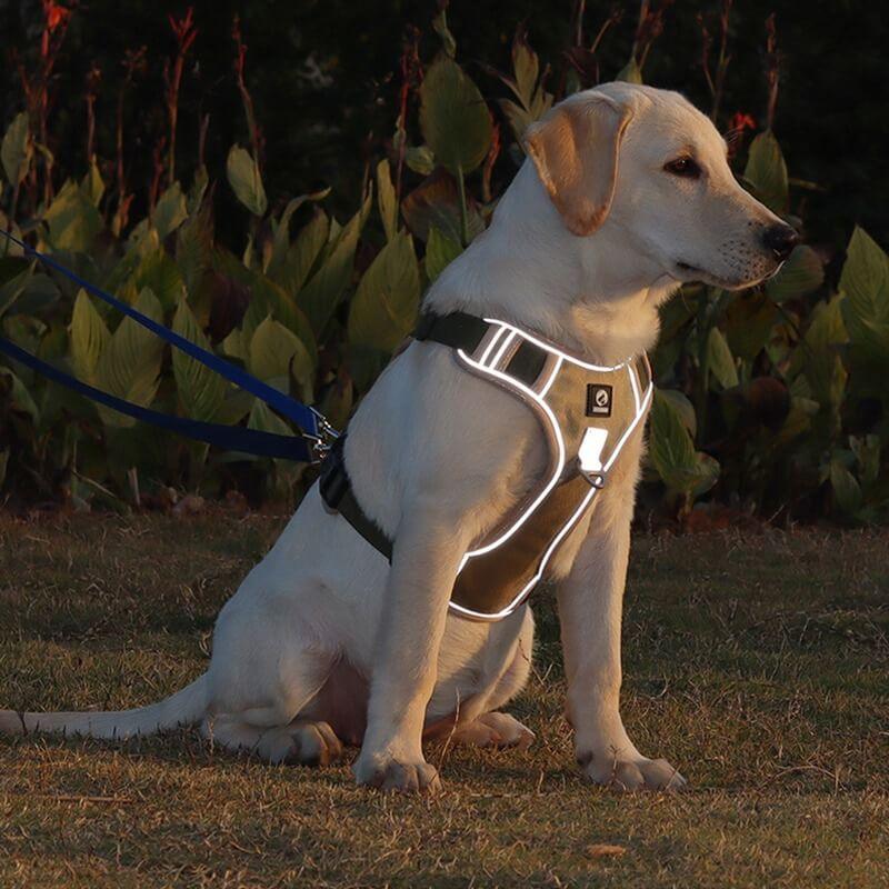 No-Pull Dog Harness with Comfort Padding – PullFree