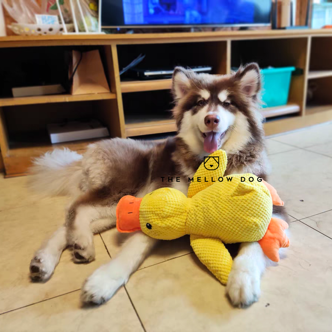Soothing Duck Dog Toy