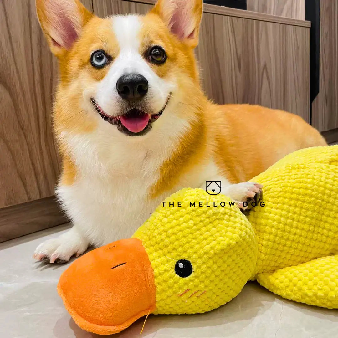 Soothing Duck Dog Toy
