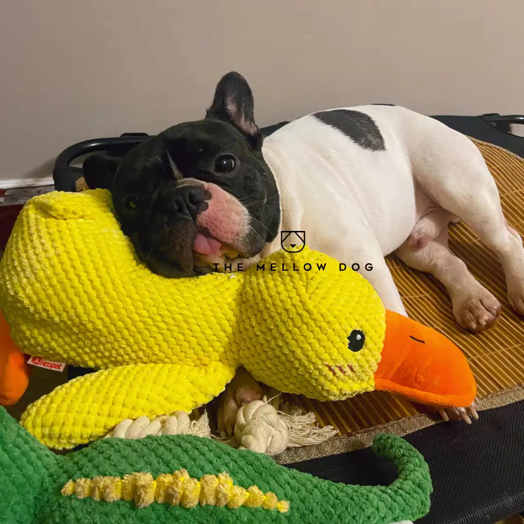 Soothing Duck Dog Toy