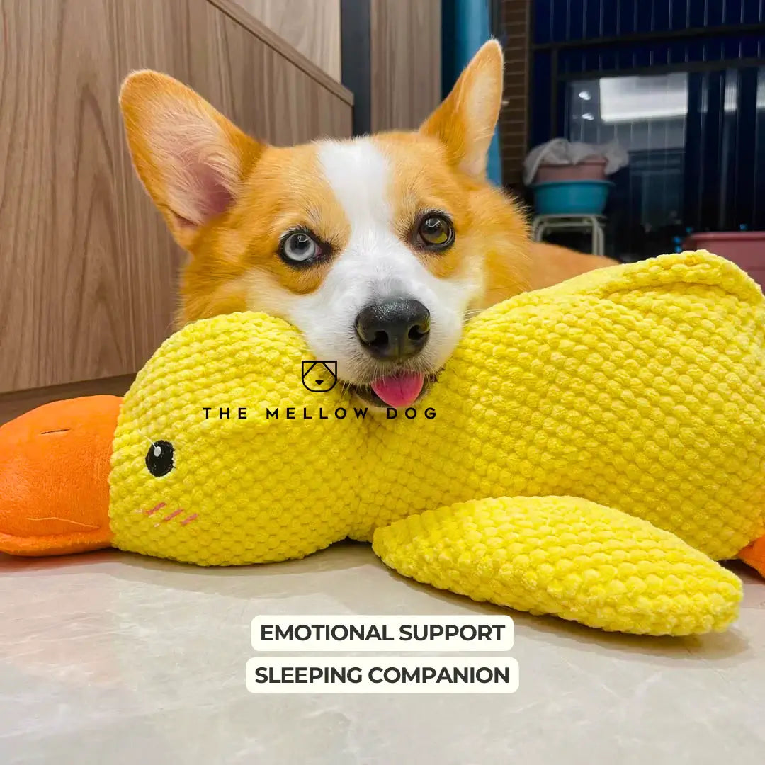 Soothing Duck Dog Toy