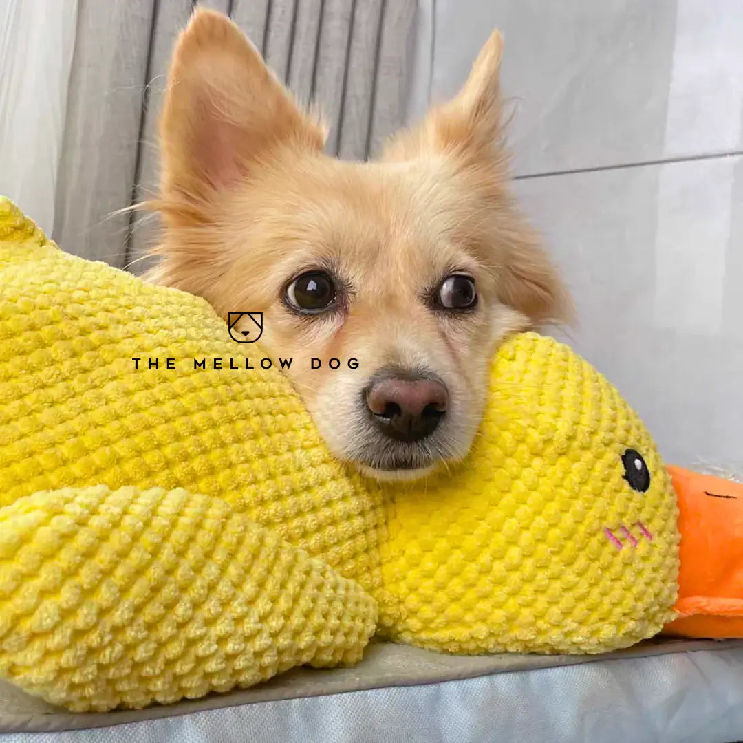 Soothing Duck Dog Toy