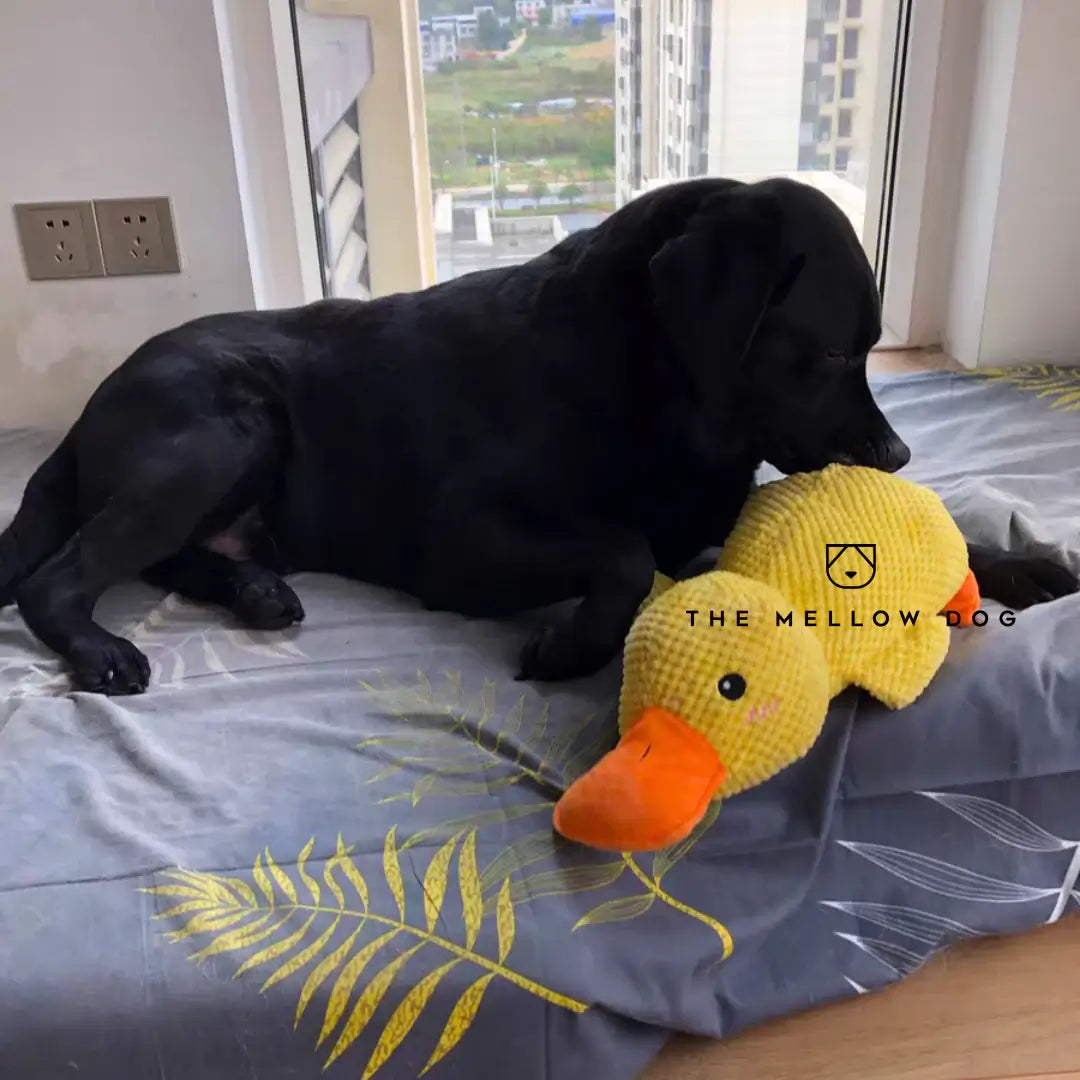 Soothing Duck Dog Toy