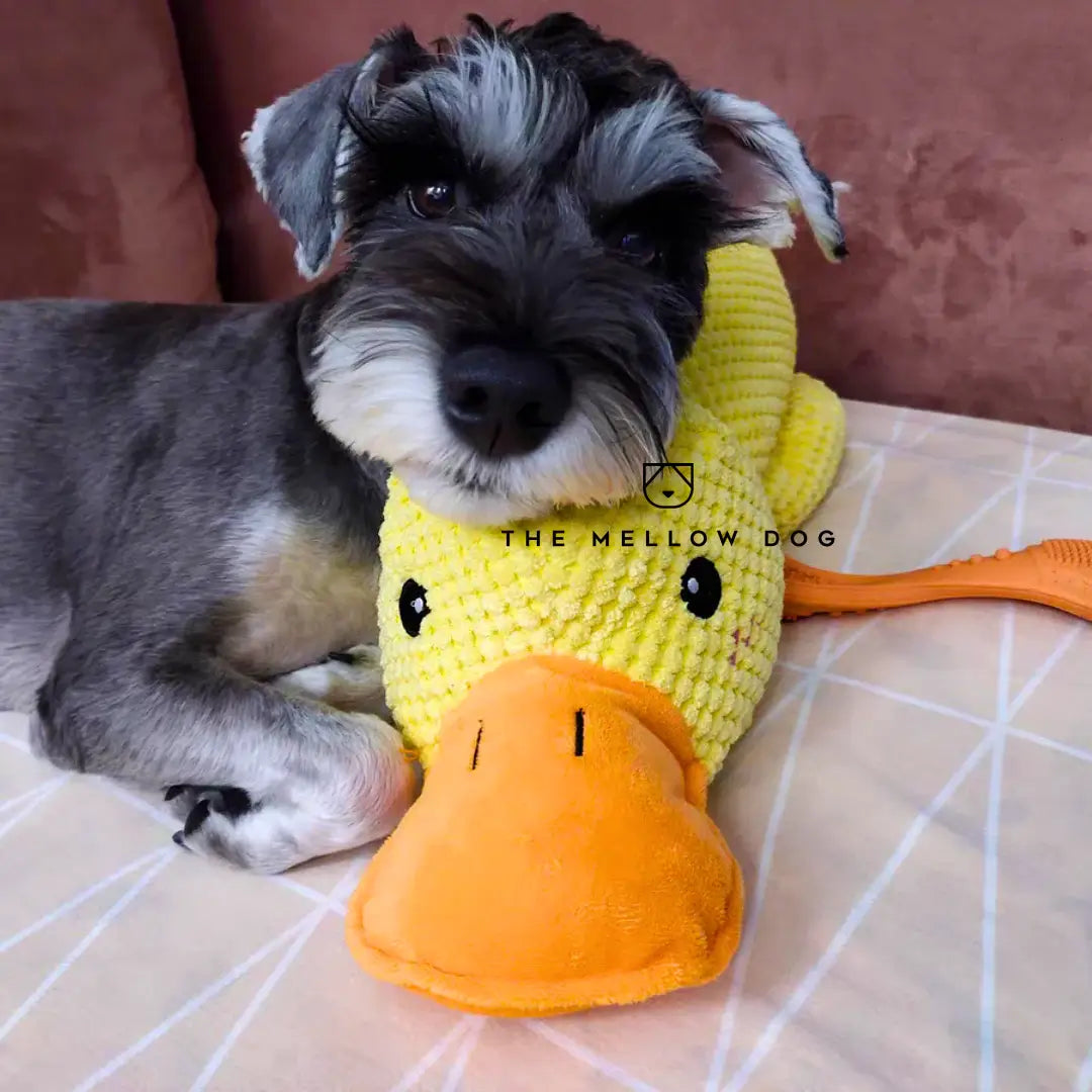 Soothing Duck Dog Toy