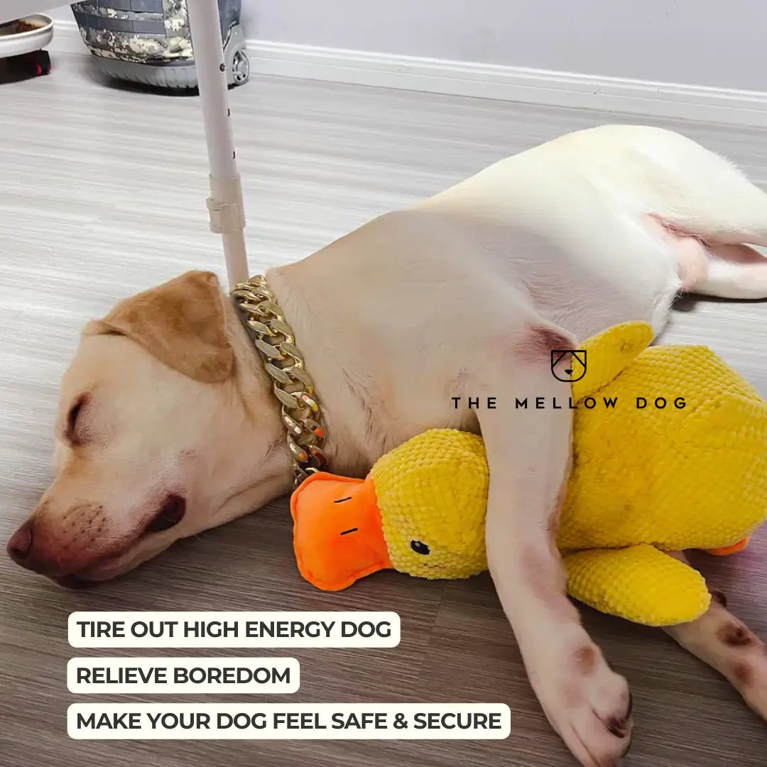 Soothing Duck Dog Toy