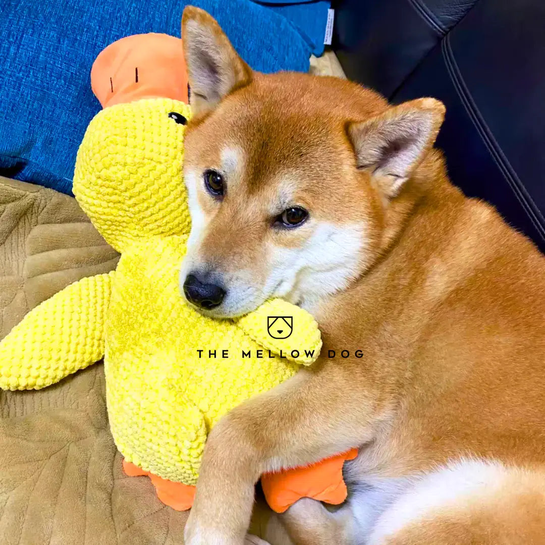 Soothing Duck Dog Toy