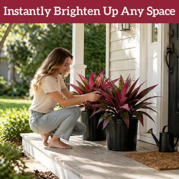 Vibrant Faux Cordyline Plant Set